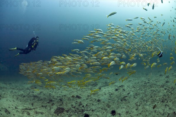 Scuba diver with a school of Yellowtail Snapper (Ocyurus chrysurus)