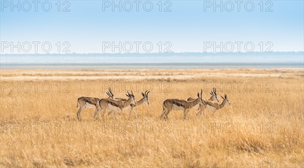 Herd of Springboks (Antidorcas marsupialis) in the grasslands