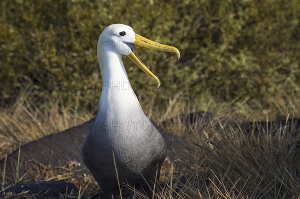 Waved Albatross (Phoebastria irrorata)