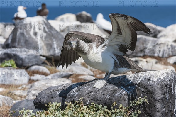 Nazca Booby (Sula granti) juvenile exercising its wings