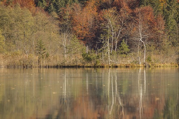 Autumn forest with its reflection in Almsee lake
