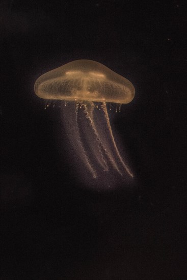 Moon Jellyfish (Aurelia aurita) in coloured light