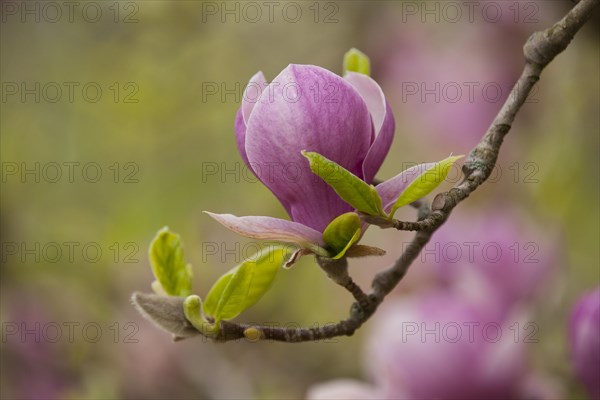 Saucer Magnolia (Magnolia x soulangeana)