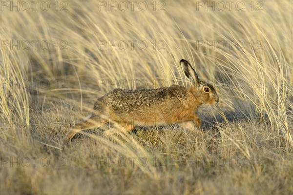 European Hare (Lepus europaeus)