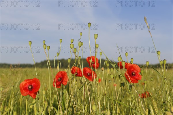 Poppy or Corn Poppy (Papaver rhoeas)