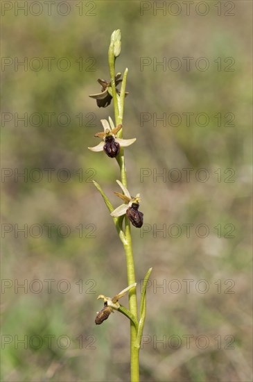 Early Spider Orchid (Ophrys sphegodes)