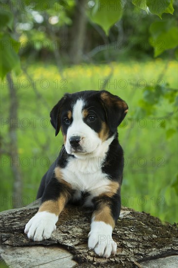 Greater Swiss Mountain Dog