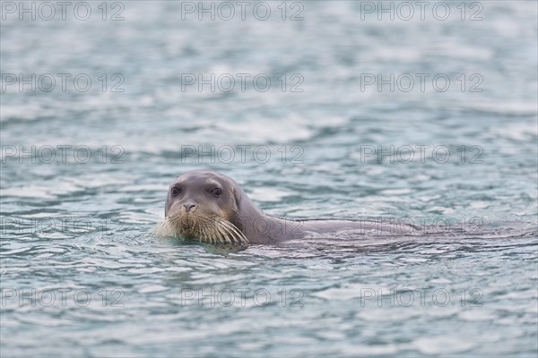 Bearded Seal or Square Flipper Seal (Erignathus barbatus)