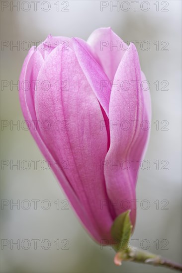 Magnolia (Magnolia)