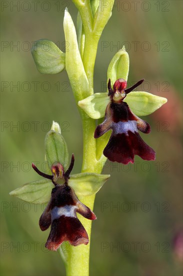 Fly Orchid (Ophrys insectifera)