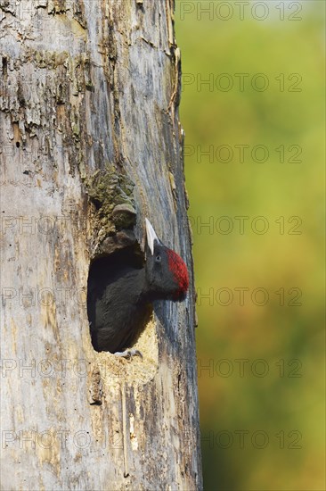 Black Woodpecker (Dryocopus martius)