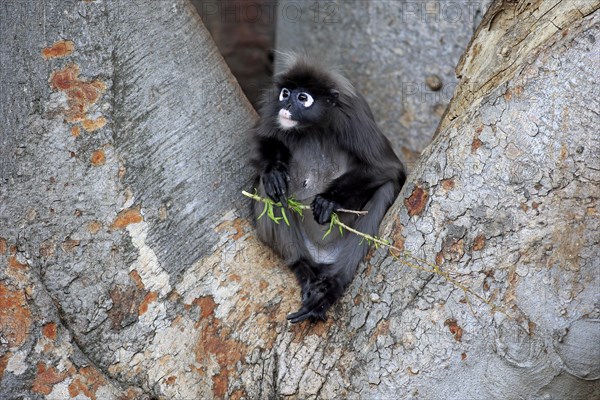 Dusky Leaf Monkey or Southern Langur (Trachypithecus obscurus)