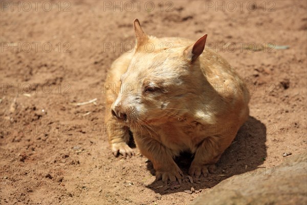 Southern Hairy-nosed Wombat (Lasiorhinus latifrons)