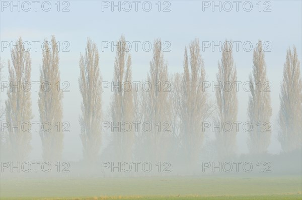 Row of poplars (Populus nigra italica) in the fog