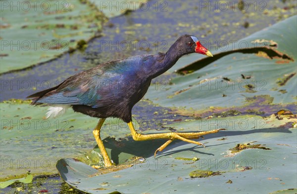 Purple Gallinule (Porphyrula martinica) walking on the floating lotus leaves in a lake