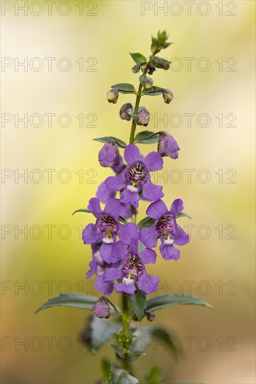 Angelface (Angelonia spec.)