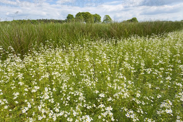 Water Violets or Featherfoil (Hottonia palustris) flowering in a ditch