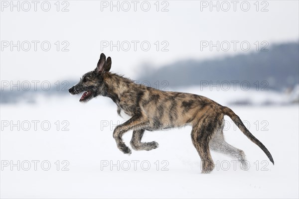 Irish Wolfhound