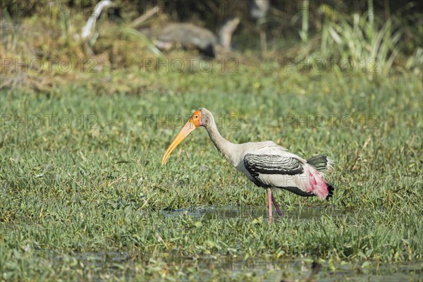 Painted Stork (Mycteria leucocephala)