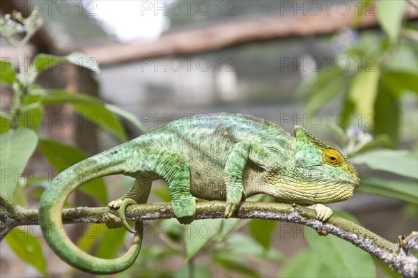 Parsons Chameleon (Calumma parsonii) on a branch