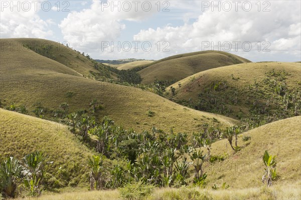 Deforested hills with forests of Traveller's Trees or Traveller's Palms (Ravenala madagascariensis) in the valleys