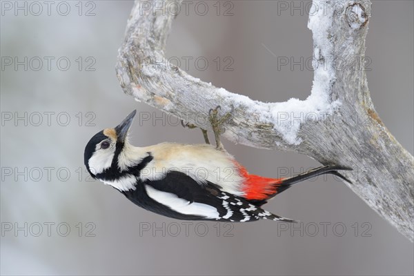 Great Spotted Woodpecker (Dendrocopos major) clinging to a pine branch