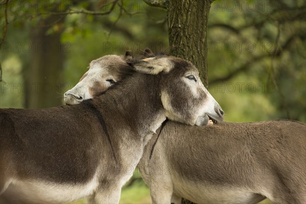 Donkey (Equus asinus asinus) nibbling each other