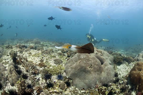 Bigfin Reef Squid (Sepioteuthis lessoniana)