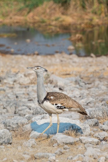 Kori Bustard (Ardeotis kori)