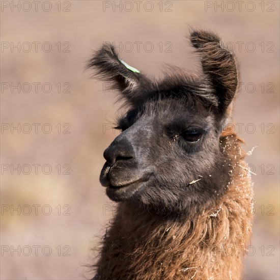 Llama (Lama glama)