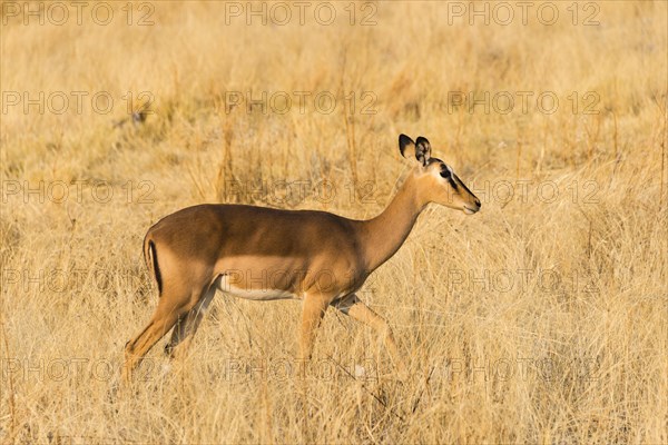 Black Faced Impala (Aepyceros melampus petersi) walking through the grass