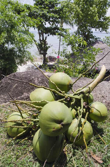 Bunch of coconuts