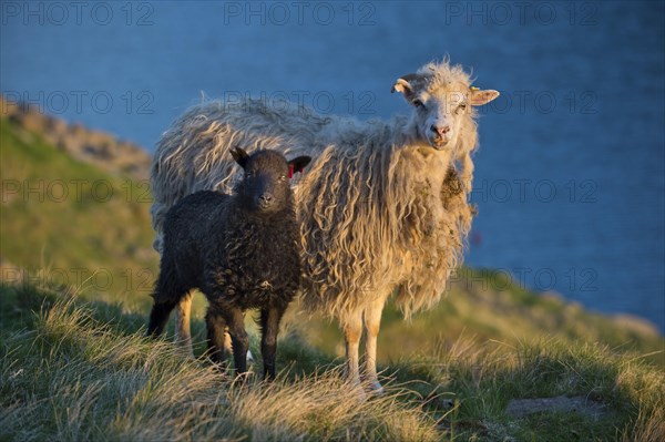 Ewe and lamb