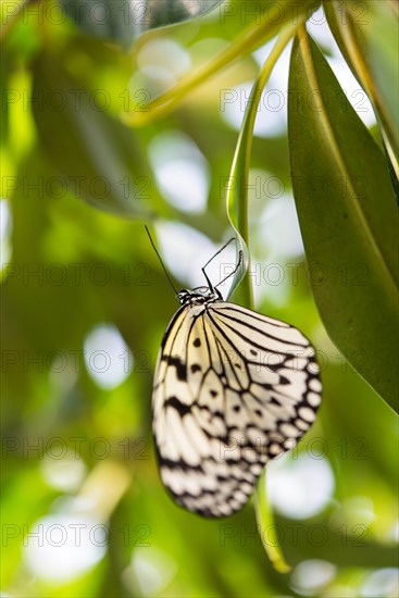 Large Tree Nymph or Paper Kite (Idea leuconoe)