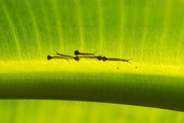 Young caterpillars of the Forest Giant Owl (Owl Butterfly) on the underside of a banana leaf