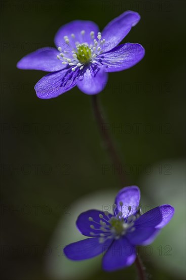 Hepatica or Liverwort (Hepatica nobilis)