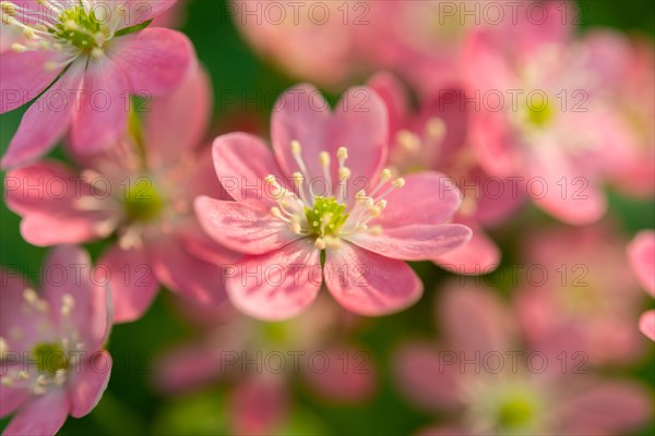 Pink Hepatica or Liverwort (Hepatica)