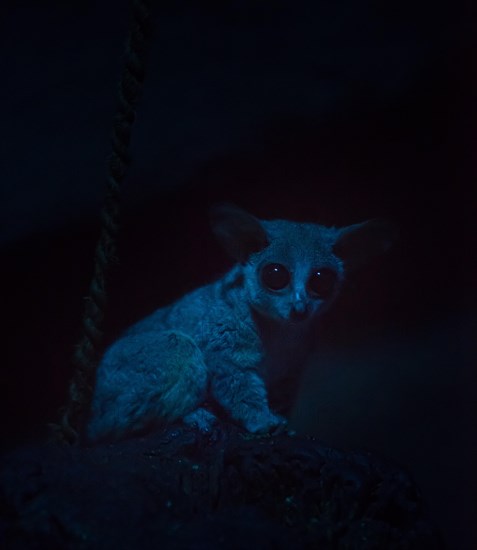 Galago or Bush Baby (Galagonidae