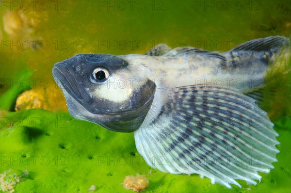 Yellow-fin Baikal Sculpin or Baikal Yellowfin (Cottocomephorus grewingkii)