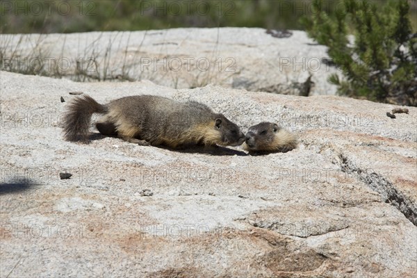 Yellow-bellied marmots (Marmota flaviventris)