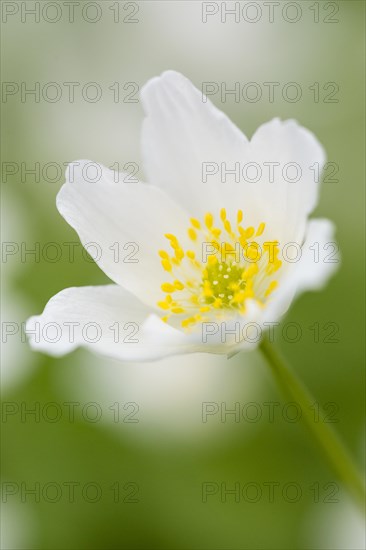 Wood Anemone (Anemone nemorosa)