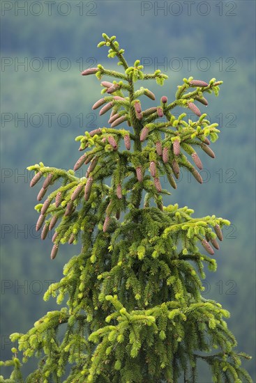 Common spruce (Picea abies)