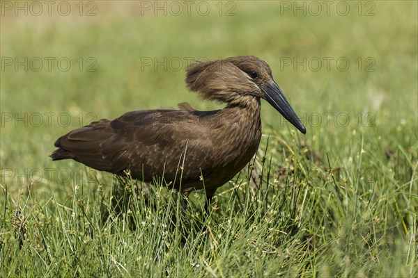 Hamerkop (Scopus umbretta)