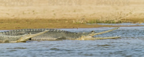 Gharial (Gavialis gangeticus)