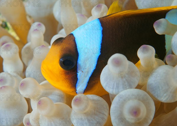 Clownfish or Twoband Anemonefish (Amphiprion bicinctus)
