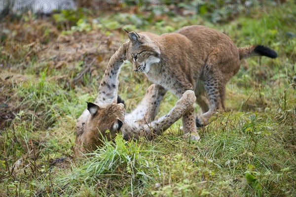 Eurasian Lynxes (Lynx lynx)