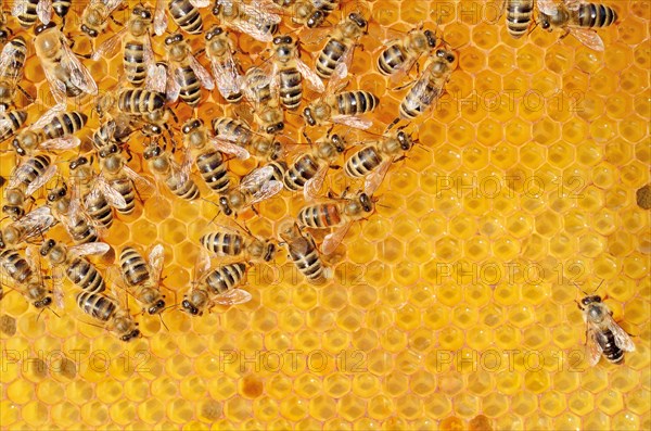 Colony of Honey Bees (Apis mellifera var carnica) on fresh honeycomb with honey