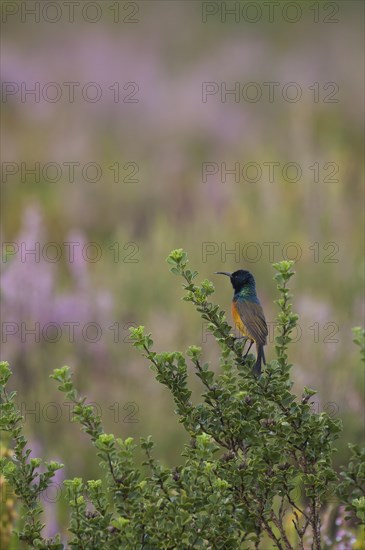 Orange-breasted Sunbird (Anthobaphes violacea)