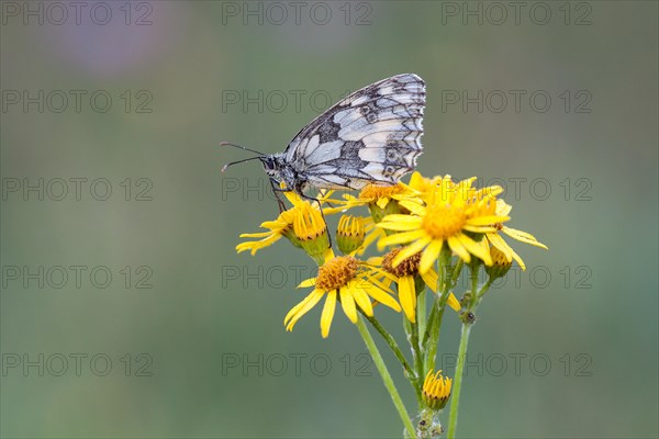 Marbled White (Melanargia galathea) on Ragwort (Senecio jacobaea)