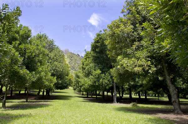 Macadamia (Macadamia ternifolia)